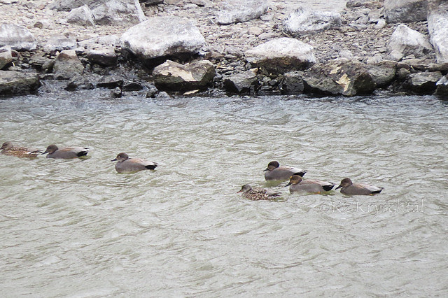 IMG_2500Gadwalls