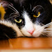 31+ Who Cat Bite Pics
