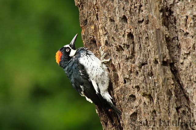 Acorn Woodpecker in Bear Valley - Pat Ulrich Wildlife Photography
