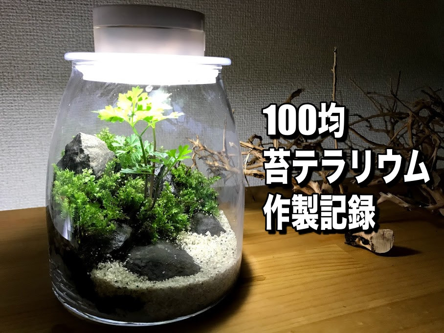 100均素材で苔テラリウムにチャレンジ 苔テラリウムの作り方 Aqua24アクアリウム