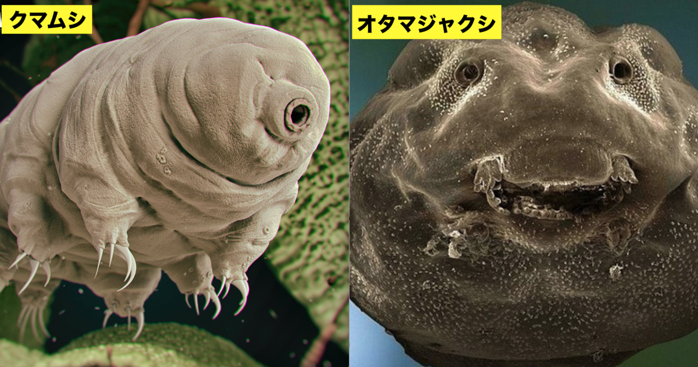 顕微鏡で見た奇妙な生物19匹 Netgeek