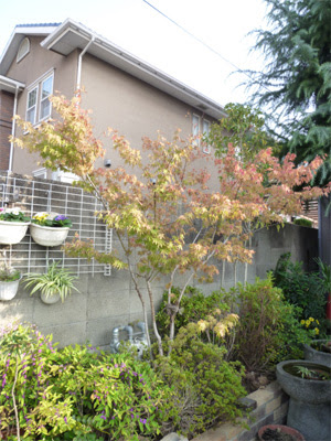 紅葉 ハナミズキとイロハモミジ 日々是吉日 和歌山のエクステリア 植木屋さんの山樹