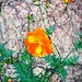 FLORES AMARILLAS 2