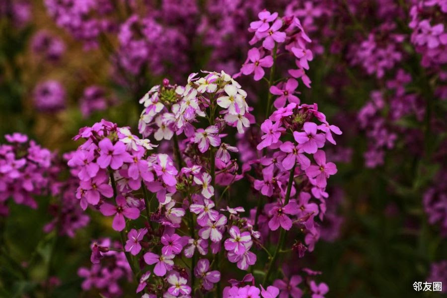初夏之旅 打卡梦幻紫 毛萼香芥 邻友圈