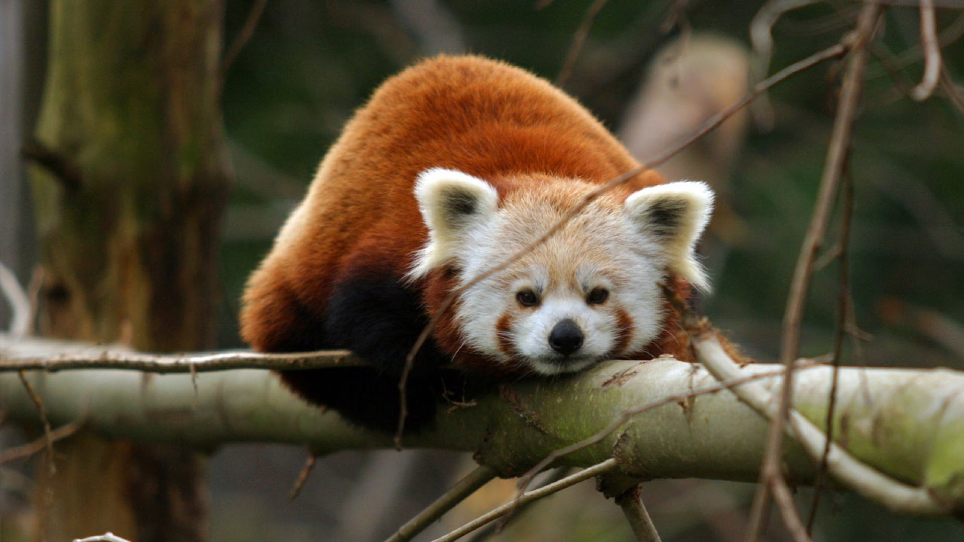 Red Panda Wallpaper HD 65 images Red Panda Wallpaper HD 65 images