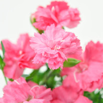 カーネーションの育て方