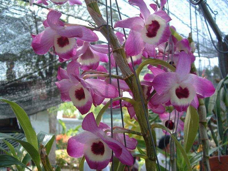 Dendrobium Nobile Plants Flowers Noble Dendrobium 