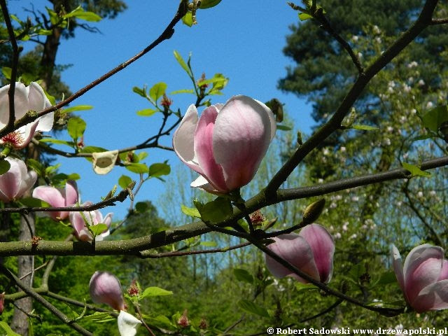 Magnolia 'Peppermint Stick' Kwiaty Magnolia 'Peppermint Stick'