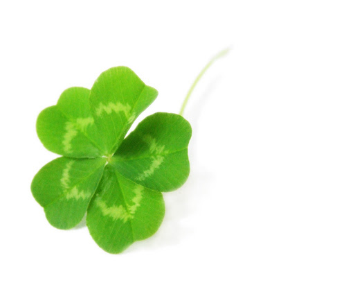 財運 金運の上昇の花言葉をもつ 五つ葉のクローバー 金運アップ 画像配布中 長崎のフラワーデザイナーaki S Blog