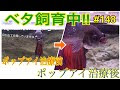 70以上 ベタ ポップアイ 119987-ベタ ポップアイ 治療