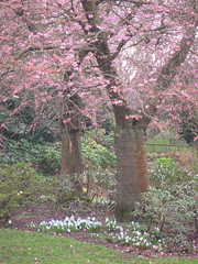 Kelvingrove Park 352