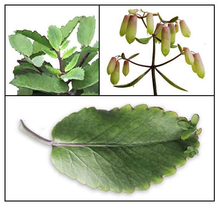 Katakataka Bryophyllum Pinnatum Angelica Live Leaf Of Resurrection Lao Di Sheng Gen Herbal Medicinal Plants Philippine Herbs Alternative Medicine In The Philippines