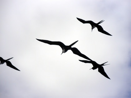 Free Frigate Bird Tattoo Download Free Frigate Bird Tattoo Png Images Free Cliparts On Clipart Library