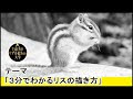 [最も共有された！ √] かわいい リス イラスト 白黒 252569