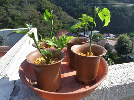 パッションフルーツ栽培 冬越し 挿し木 来年用の苗作り 暇人主婦の家庭菜園 楽天ブログ