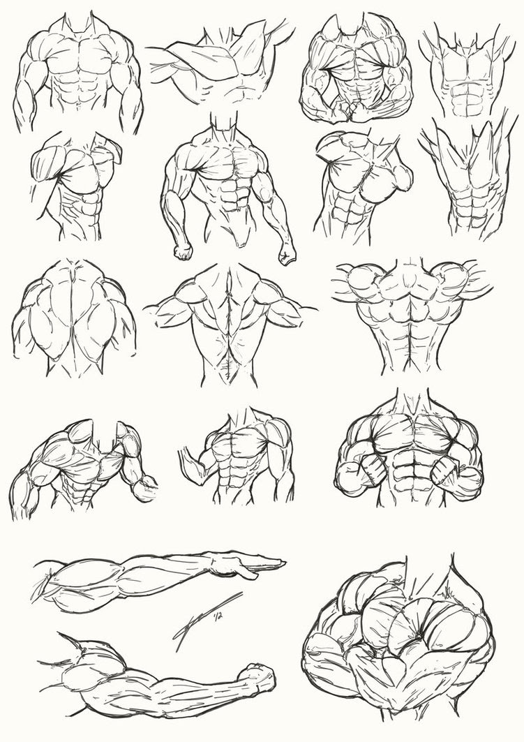Torso Anatomy Drawing At Getdrawings Free Download