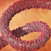Ebola Virus : What Is Ebola Virus Disease Ebola Ebola Virus Disease Cdc : Ebola, also known as ebola virus disease ( evd) or ebola hemorrhagic fever ( ehf ), is a viral hemorrhagic fever of humans and other primates caused by ebolaviruses.