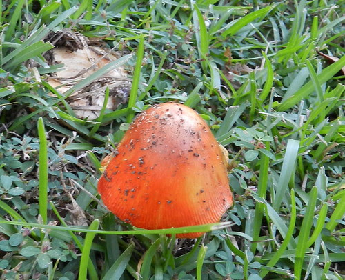 nantnoteDSCN8720