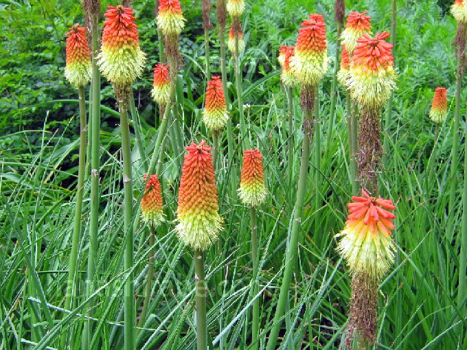 トリトマ 花しらべ 花図鑑