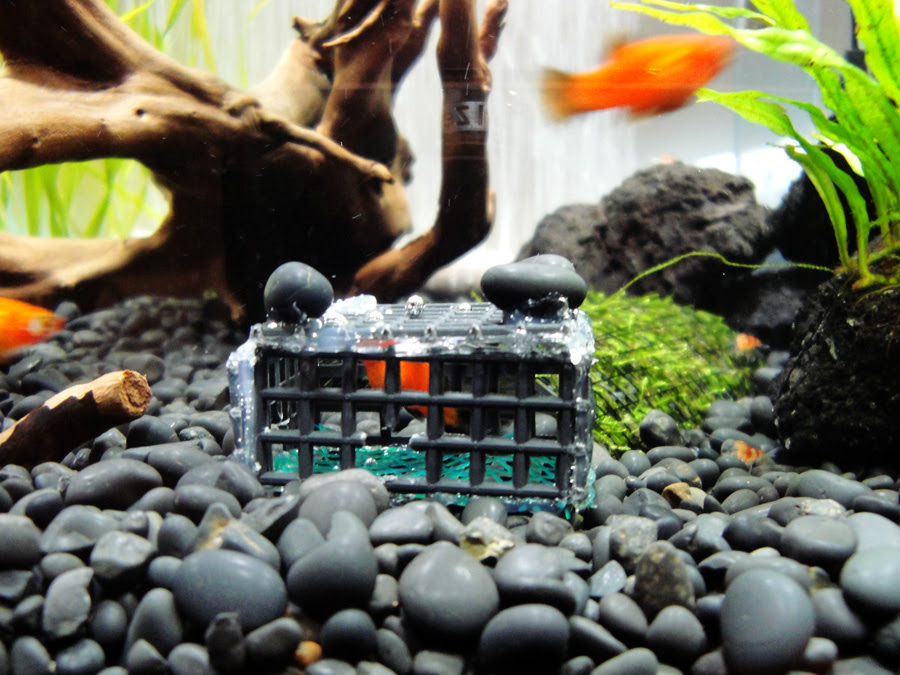 稚エビ用餌やり箱 その後 いやすいそう