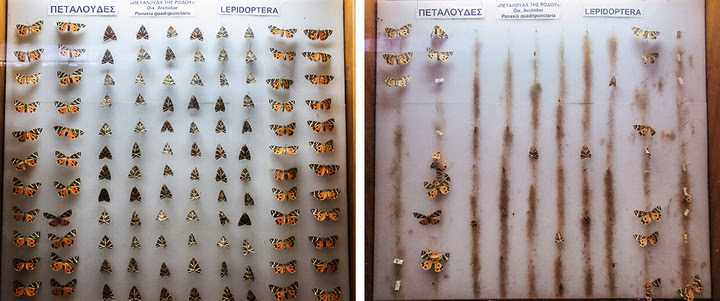 Μουσείο - Συλλογή από Πεταλούδες της Ρόδου - 2009  και σήμερα