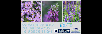 Flowering Bushes In North Texas - Top Ten Tried True Ornamental Trees Shrubs For North Texas Covingtons : Maybe you would like to learn more about one of these?