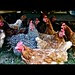 Chicken mix
