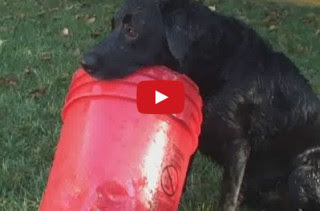 LOLWUT? Dog's Best Friend Is A Bottomless Bucket