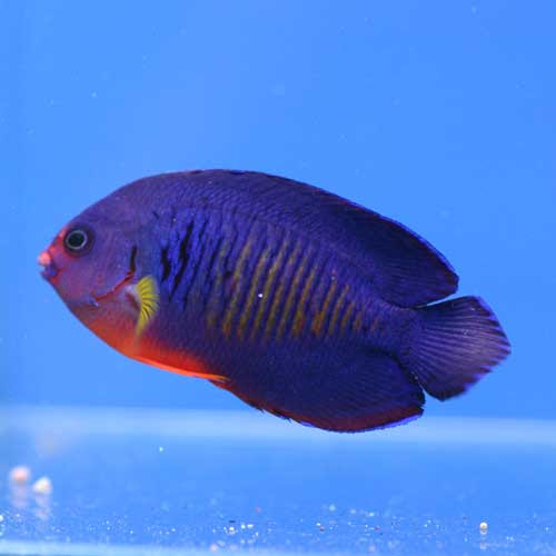 パウパウにいる海水魚の一部ご紹介 熱帯魚ショップパウパウアクアガーデン