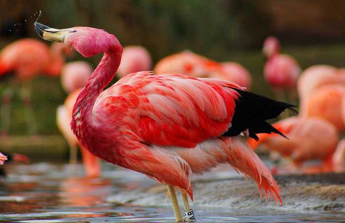 Insanely Colorful Animals