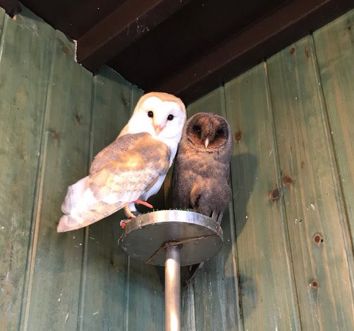 メンフクロウの赤ちゃん誕生 ふくろうマジック
