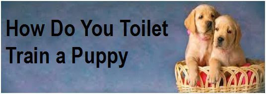 How do you Toilet Train a Puppy | Animal Love | Pinterest