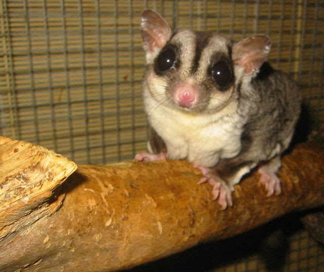 Hewan Cute Ini Beruntung Banget ... Bisa Nyempil Disitu Teruss... [ www.BlogApaAja.com ]