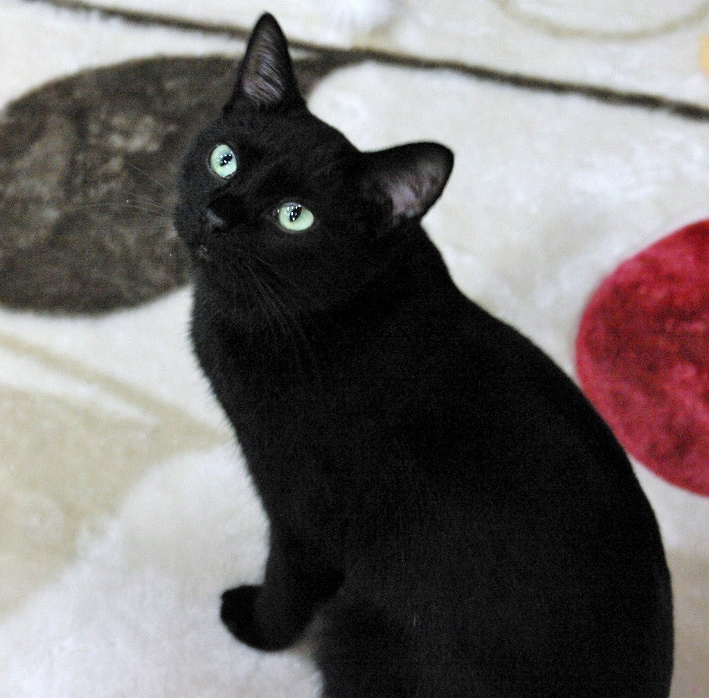 となねこ かわいいけど人見知りな黒猫くーにゃんちゃん