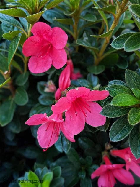 It can be a wonderful learning adventure. Best Hardy Tropical Plants For Zone 7 In 2020 - A Nest
