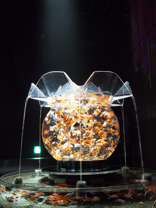 金魚をアップで見ると めっちゃかわいい顔をしている その2 カフェオレ ライター