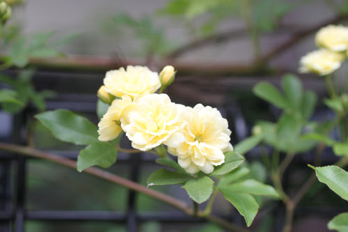 春の花木 １ 花の山旅 山野草図鑑