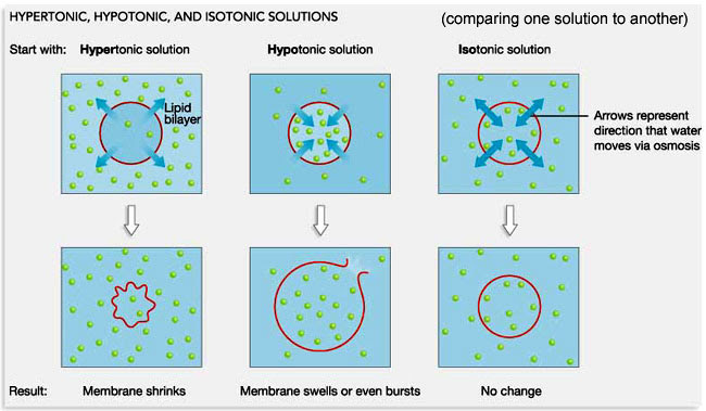 avonapbio / Tonicity
