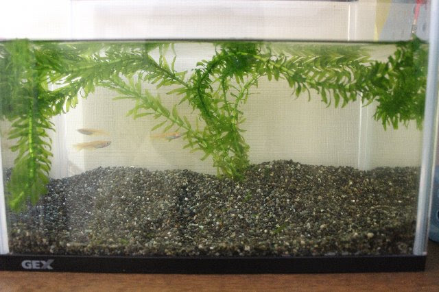 オシャレ シンプル かっこいい メダカの水槽を目指す キレイな花に囲まれた癒し生活 楽天ブログ