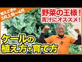 [最も選択された] ケール 栽培 方法 129354-ケール 栽培 方法