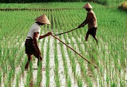 Info Terkini 22+ Gambar Petani Mencangkul Di Sawah