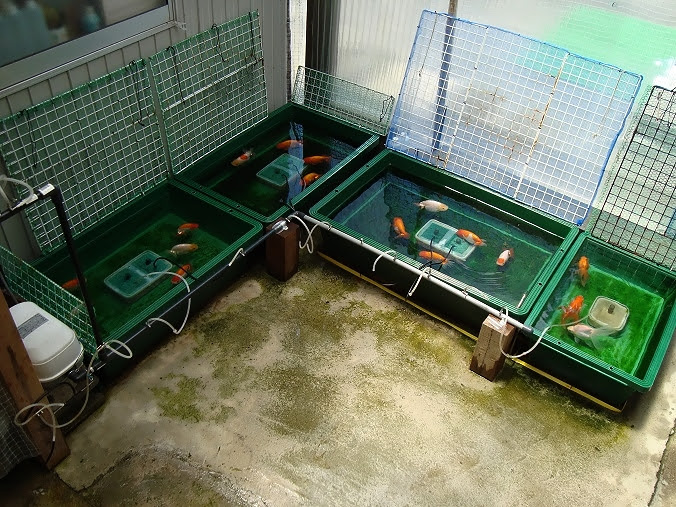金魚飼育の真髄 金魚飼育完全マニュアル 金魚 伝心伝承 蘭鋳青仔達 第四回目選別から 屋外舟デビュー O V