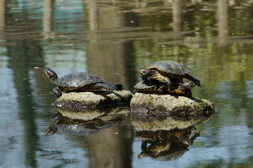 春 池の石の上で甲羅干ししている亀 六本杉公園 八王子の点景