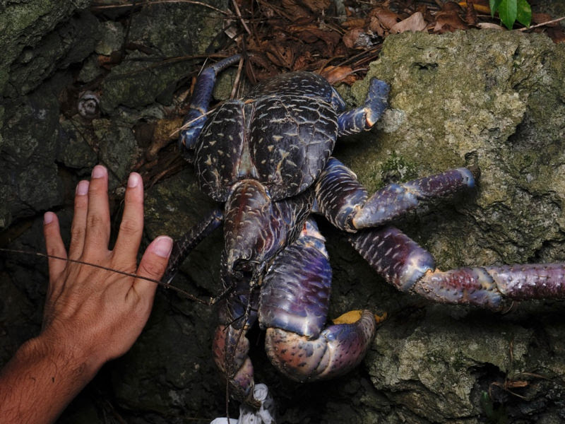 写真満載 ヤシガニってどんな生物 食べられるの はさまれたらどうなる 論文も引用しつつ解説してみるよ キュリオス沖縄ブログ