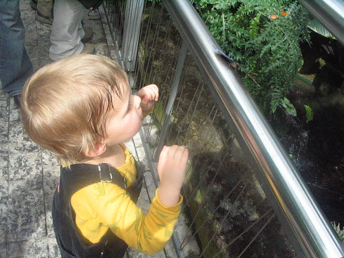 Butterfly Conservatory