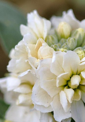結婚しない ストック 見つめる未来 素敵な花嫁に贈る 賢いweddingブーケの選び方