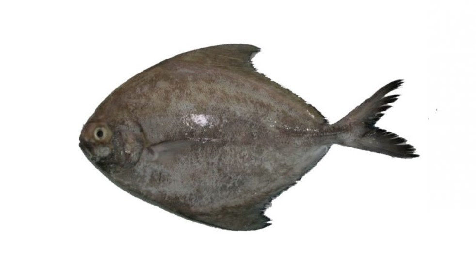 Gambar Gambar Ikan Nemo Hitam Putih Gambarpedia Laut di Gambar Gambar Ikan Nemo Hitam Putih Gambarpedia Laut di