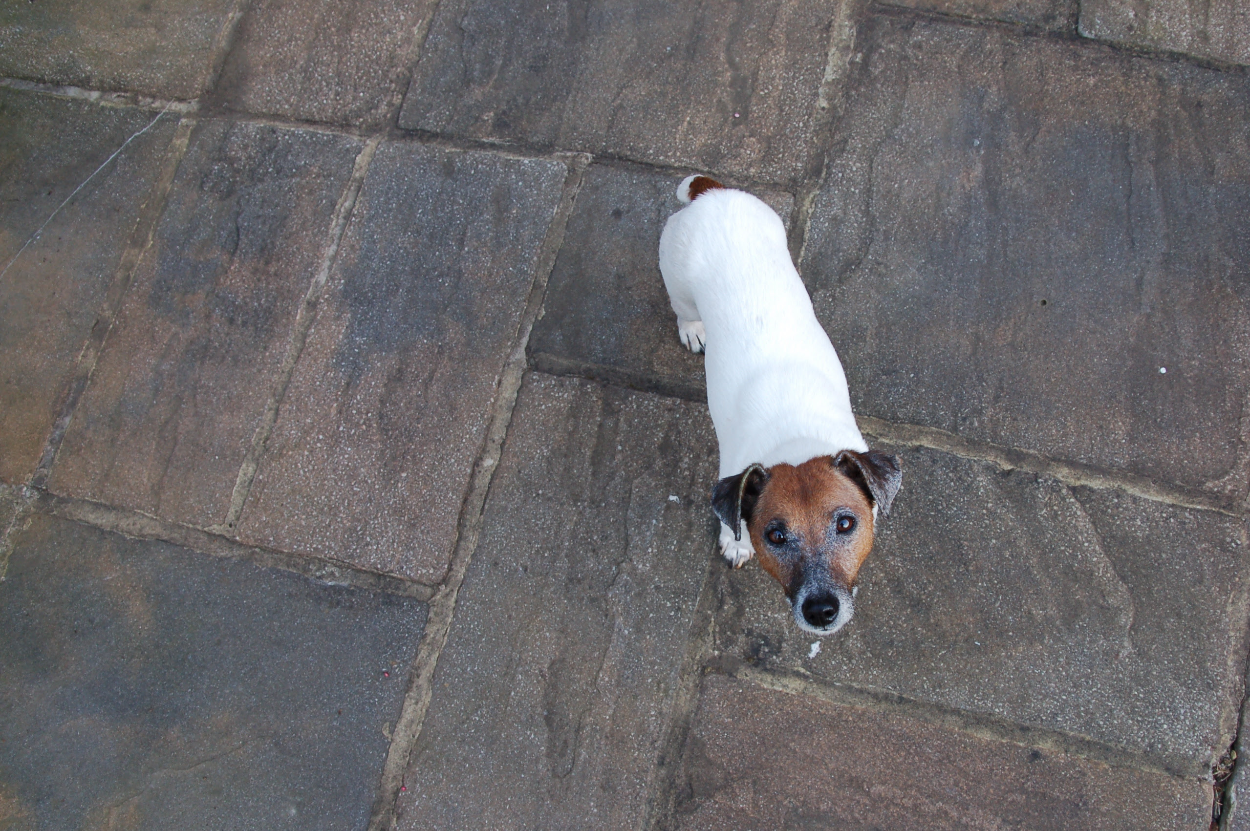 Small Dog  (harry)