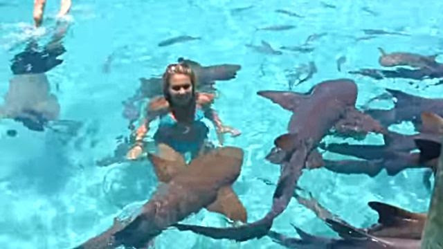 サメといっしょに泳いじゃおう 南国の美しい海でサメとのふれあいを満喫している動画 マランダー