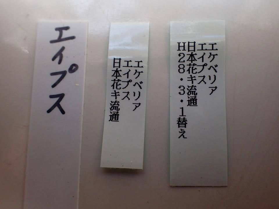 まぶさんのガーデニング 多肉管理にテプラはいかが